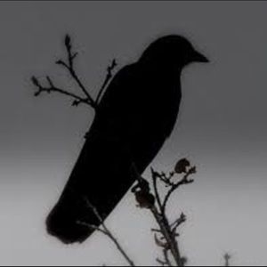 Meet your Posher, L.